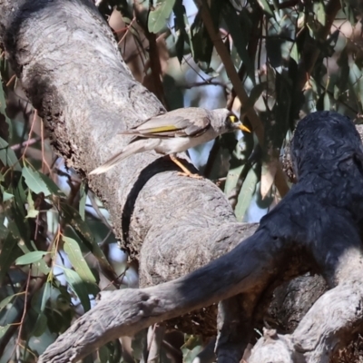 Manorina melanocephala (Noisy Miner) at Wodonga - 15 Dec 2023 by KylieWaldon