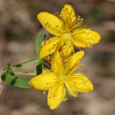 Hypericum perforatum (St John's Wort) at Wodonga - 15 Dec 2023 by KylieWaldon