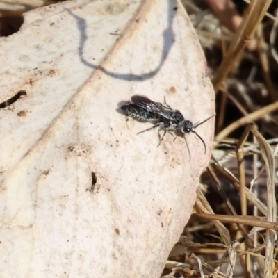 Unidentified Wasp (Hymenoptera, Apocrita) at Wodonga - 15 Dec 2023 by KylieWaldon