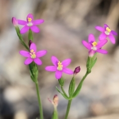 Centaurium tenuiflorum (Branched Centaury) at Wodonga - 16 Dec 2023 by KylieWaldon