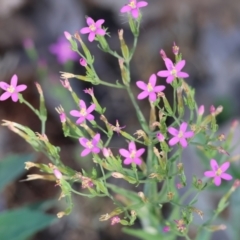 Centaurium tenuiflorum at Jack Perry Reserve - 16 Dec 2023