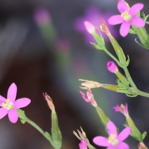 Centaurium tenuiflorum at Jack Perry Reserve - 16 Dec 2023