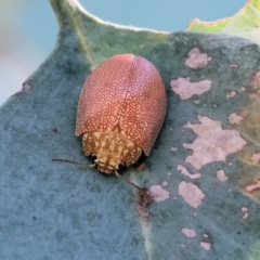 Paropsis atomaria (Eucalyptus leaf beetle) at Jack Perry Reserve - 16 Dec 2023 by KylieWaldon