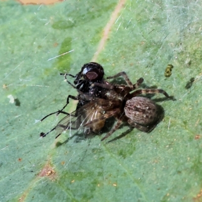 Unidentified Other web-building spider at Wodonga, VIC - 15 Dec 2023 by KylieWaldon