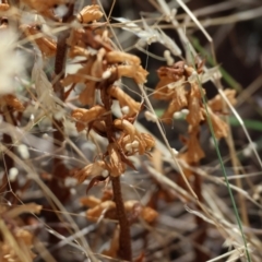 Orobanche minor (Broomrape) at Wodonga, VIC - 15 Dec 2023 by KylieWaldon