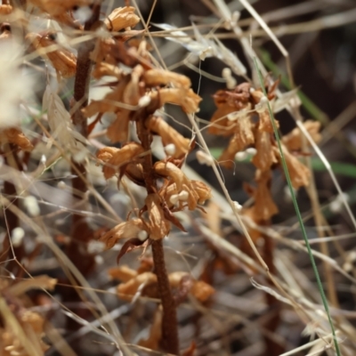 Orobanche minor (Broomrape) at Wodonga - 15 Dec 2023 by KylieWaldon