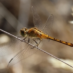 Diplacodes bipunctata (Wandering Percher) at Jack Perry Reserve - 16 Dec 2023 by KylieWaldon