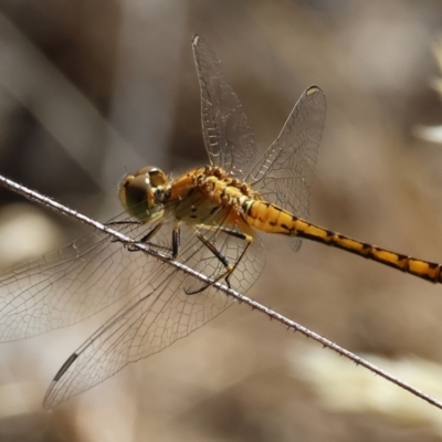 Diplacodes melanopsis at Jack Perry Reserve - 15 Dec 2023 by KylieWaldon