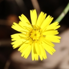 Hypochaeris radicata (Cat's Ear, Flatweed) at Wodonga - 15 Dec 2023 by KylieWaldon