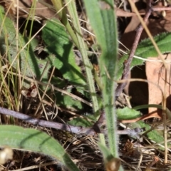 Hypochaeris radicata at Jack Perry Reserve - 16 Dec 2023