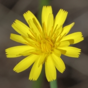 Hypochaeris glabra at Jack Perry Reserve - 16 Dec 2023