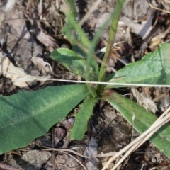 Hypochaeris glabra at Jack Perry Reserve - 16 Dec 2023 08:39 AM