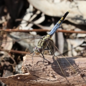 Orthetrum caledonicum at Jack Perry Reserve - 16 Dec 2023 09:01 AM