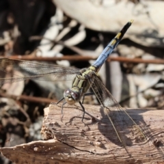 Unidentified Dragonfly (Anisoptera) at Wodonga, VIC - 15 Dec 2023 by KylieWaldon