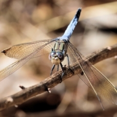 Orthetrum caledonicum at Jack Perry Reserve - 16 Dec 2023 09:01 AM