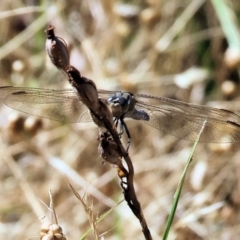 Orthetrum caledonicum at Jack Perry Reserve - 16 Dec 2023 09:01 AM