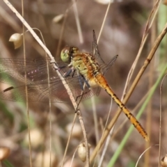 Unidentified Dragonfly (Anisoptera) at Jack Perry Reserve - 15 Dec 2023 by KylieWaldon