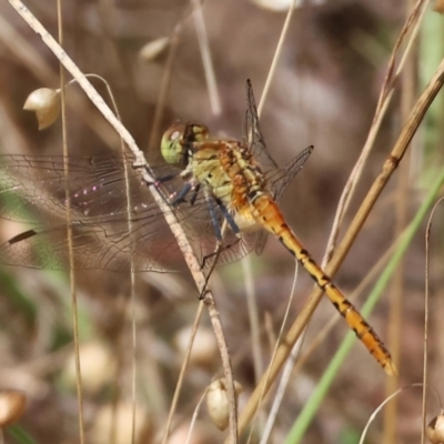 Diplacodes bipunctata (Wandering Percher) at Jack Perry Reserve - 16 Dec 2023 by KylieWaldon