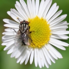 Sarcophaga sp. (genus) at Wodonga - 16 Dec 2023 by KylieWaldon