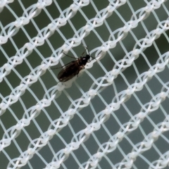 Unidentified True fly (Diptera) at Wodonga - 16 Dec 2023 by KylieWaldon