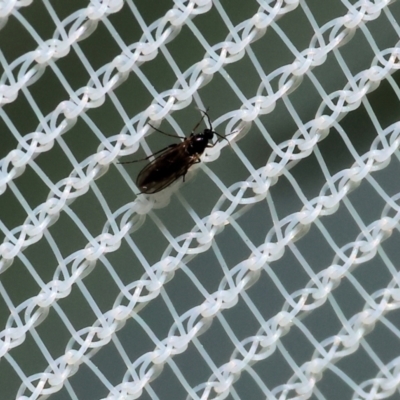 Unidentified True fly (Diptera) at Wodonga - 16 Dec 2023 by KylieWaldon