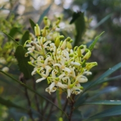 Lomatia myricoides (River Lomatia) at Captains Flat, NSW - 16 Dec 2023 by Csteele4