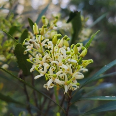 Lomatia myricoides (River Lomatia) at QPRC LGA - 16 Dec 2023 by Csteele4