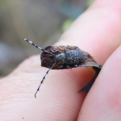 Ancita sp. (genus) (Longicorn or longhorn beetle) at QPRC LGA - 16 Dec 2023 by Csteele4