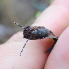 Ancita sp. (genus) (Longicorn or longhorn beetle) at QPRC LGA - 16 Dec 2023 by Csteele4