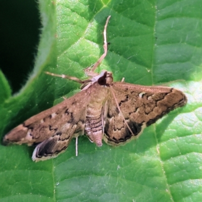 Nacoleia rhoeoalis (A Crambid moth (Spilomelinae) at Wodonga - 16 Dec 2023 by KylieWaldon