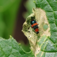 Dicranolaius bellulus (Red and Blue Pollen Beetle) at West Wodonga, VIC - 16 Dec 2023 by KylieWaldon