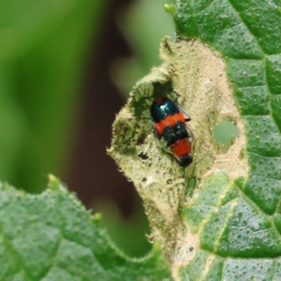 Dicranolaius bellulus (Red and Blue Pollen Beetle) at West Wodonga, VIC - 16 Dec 2023 by KylieWaldon