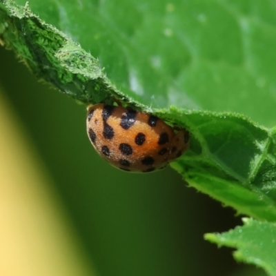 Epilachna sumbana (A Leaf-eating Ladybird) at West Wodonga, VIC - 16 Dec 2023 by KylieWaldon