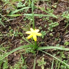 Hypoxis hygrometrica var. villosisepala (Golden Weather-grass) at Mount Taylor - 13 Dec 2023 by BarrieR