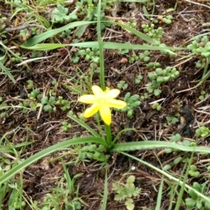 Hypoxis hygrometrica var. villosisepala at Mount Taylor - 14 Dec 2023 10:15 AM