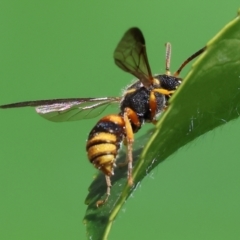 Unidentified Sand or digger wasp (Crabronidae or Sphecidae) at Wodonga - 16 Dec 2023 by KylieWaldon