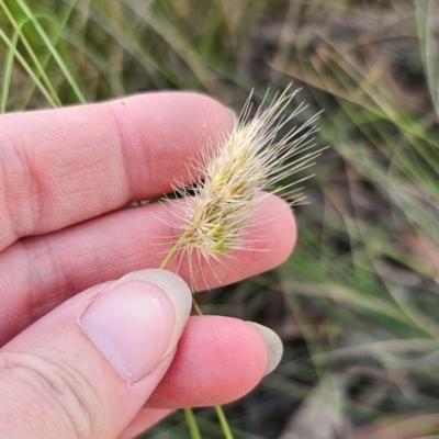 Cynosurus echinatus (Rough Dog's Tail Grass) at Captains Flat, NSW - 16 Dec 2023 by Csteele4