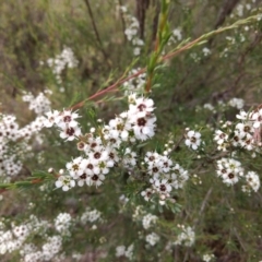 Kunzea ericoides (Burgan) at Tuggeranong, ACT - 7 Dec 2023 by BarrieR