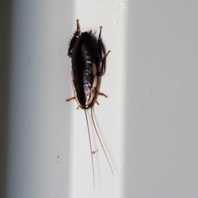 Drymaplaneta communis (Eastern Wood Runner, Common Shining Cockroach) at Wodonga - 16 Dec 2023 by KylieWaldon