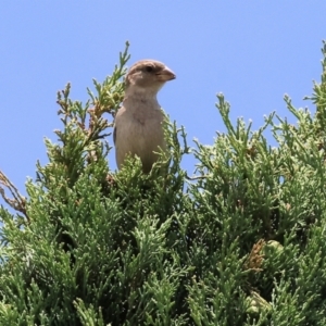 Passer domesticus at West Wodonga, VIC - 16 Dec 2023 12:27 PM