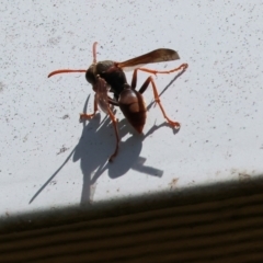 Polistes sp. (genus) (Unidentified paper wasp) at Wodonga - 16 Dec 2023 by KylieWaldon