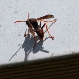 Polistes sp. (genus) at Wodonga - 16 Dec 2023 12:35 PM