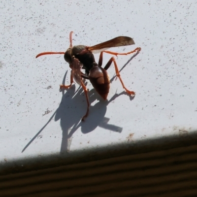 Polistes (Polistella) humilis at Wodonga - 16 Dec 2023 by KylieWaldon