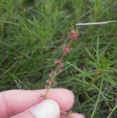 Haloragis heterophylla at Illilanga & Baroona - 18 Mar 2022 03:36 PM