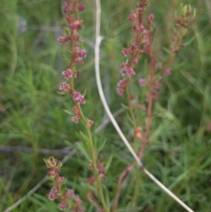 Haloragis heterophylla at Illilanga & Baroona - 18 Mar 2022 03:36 PM