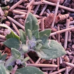 Unidentified Other Wildflower or Herb at Gosford, NSW - 16 Dec 2023 by trevorpreston