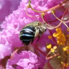 Amegilla sp. (genus) (Blue Banded Bee) at Wodonga - 16 Dec 2023 by KylieWaldon