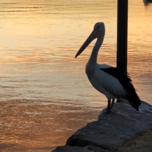 Pelecanus conspicillatus at Gosford, NSW - 16 Dec 2023