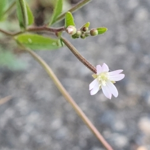 Epilobium ciliatum at Gosford, NSW - 16 Dec 2023