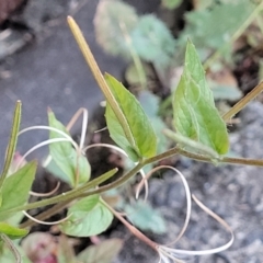 Epilobium ciliatum at Gosford, NSW - 16 Dec 2023